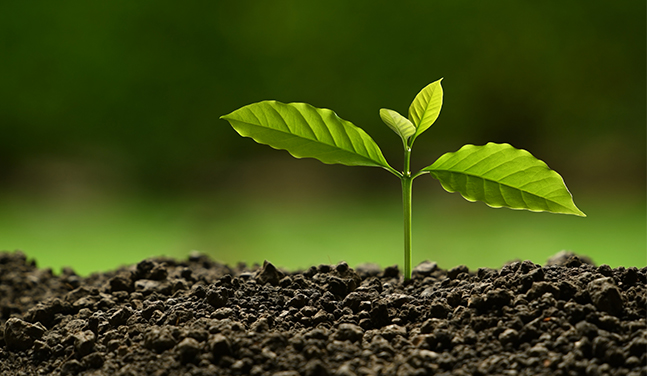 Ronsun Impor & Ekspor Co, Ltd.